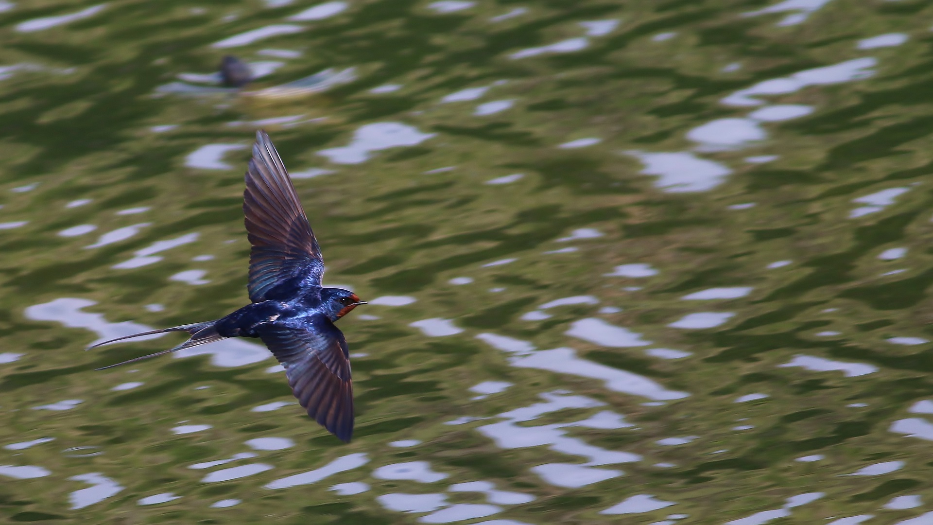 Red-rumped Swallow